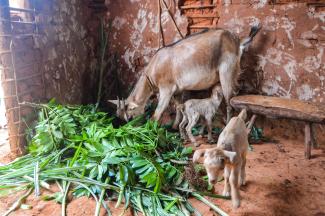 Healthy Goat family